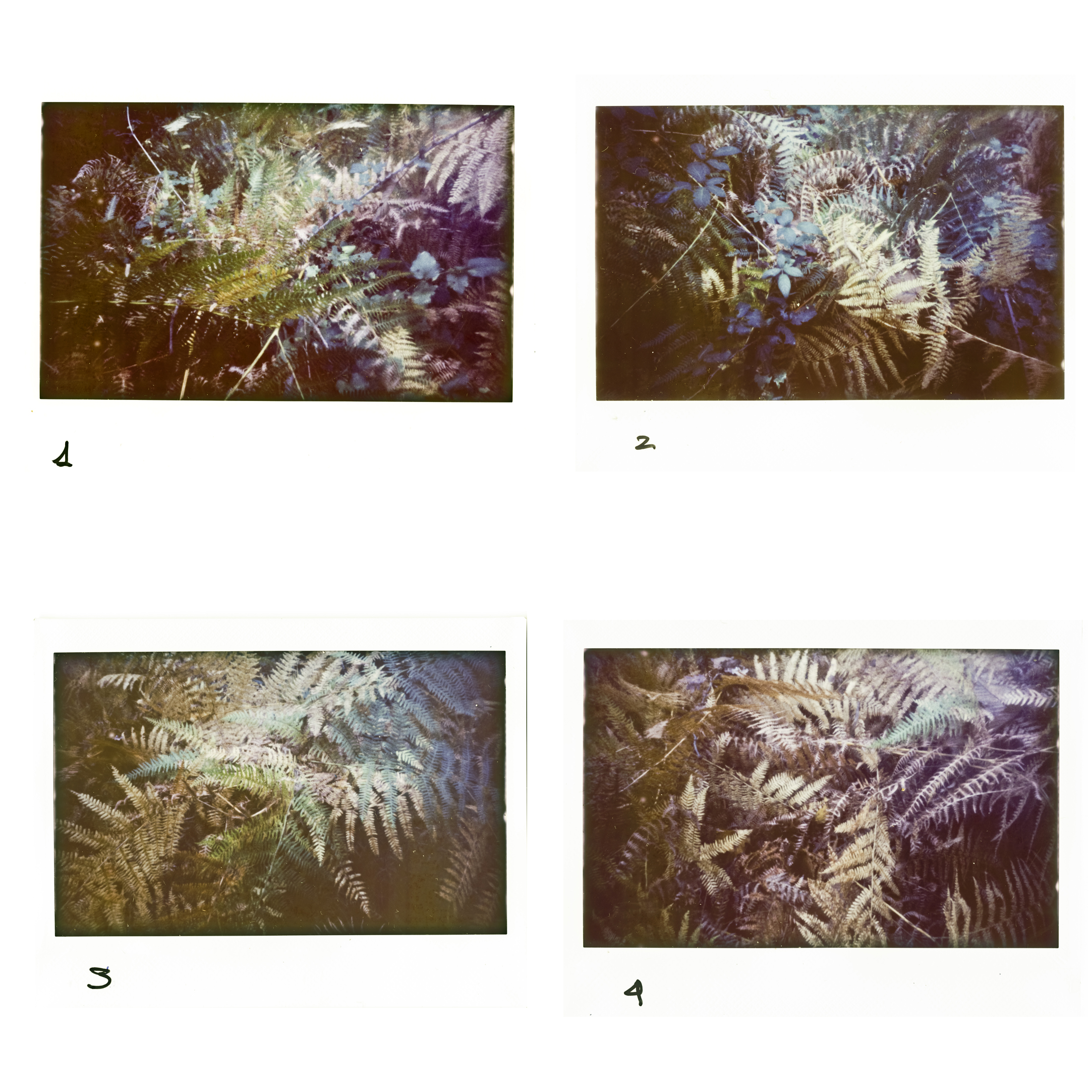 fontesanta foliage 0111025